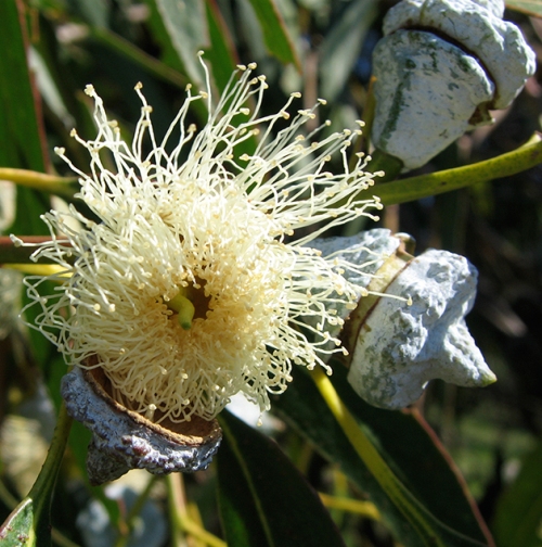 Eucalyptus Essential Oil Blue Mallee 2